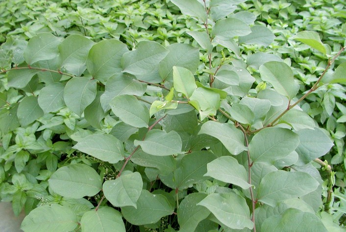 Japanese knotweed seed